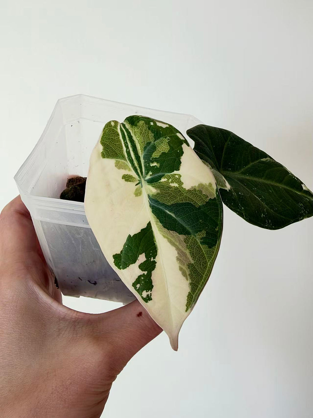 Alocasia Maharani Albo