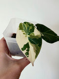 Alocasia Maharani Albo