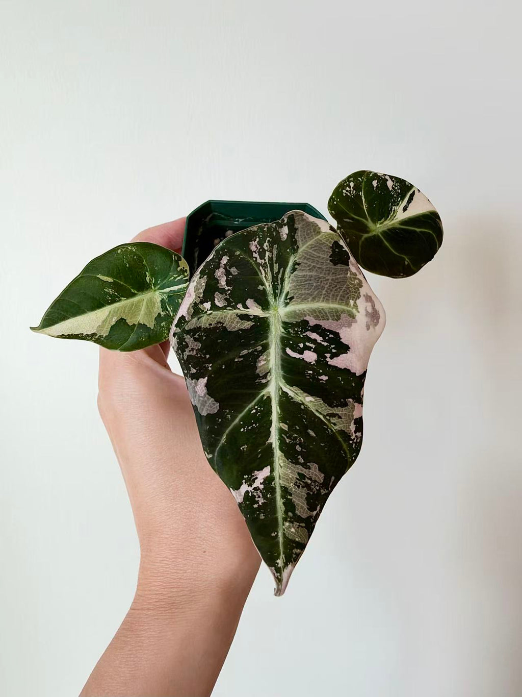Alocasia Black Velvet Pink