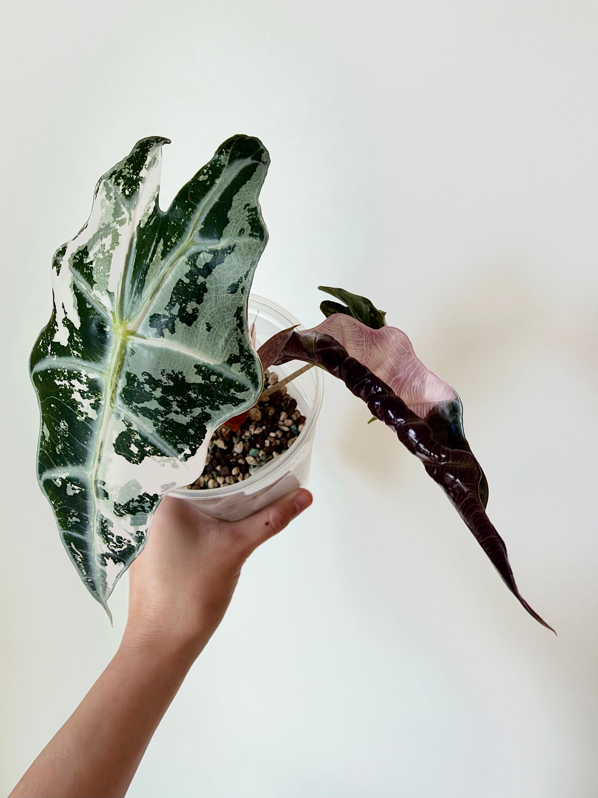 Alocasia Polly Pink Snowflake - Local Only