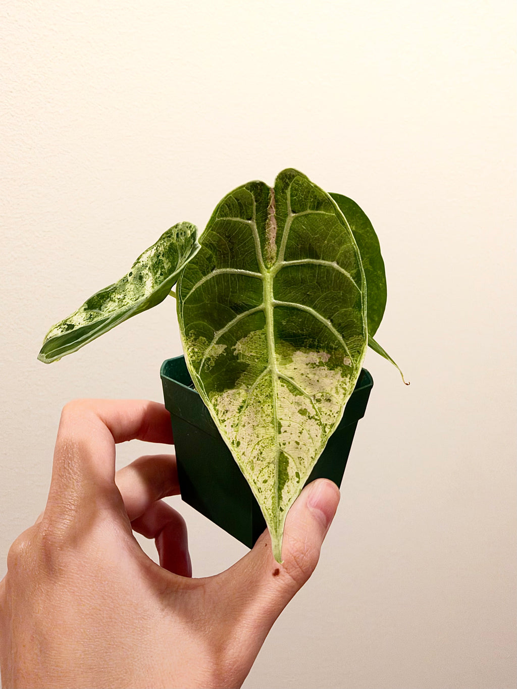 Alocasia Watsoniana Goff Mint Pink