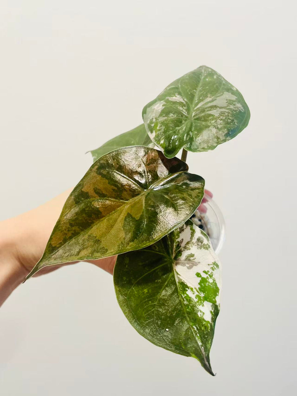 Alocasia Wentii Albo Pink