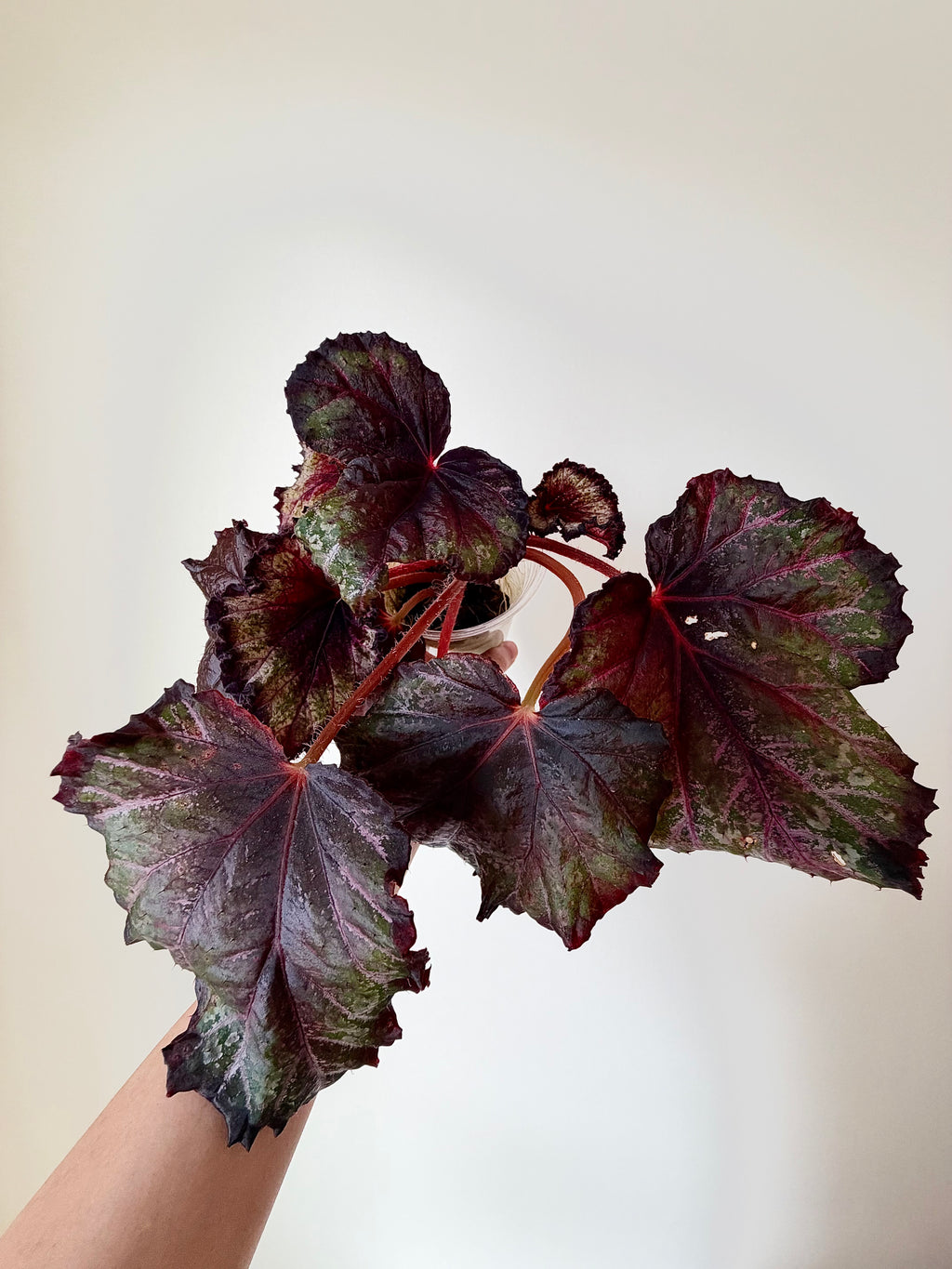 Begonia Knowing - Local Only