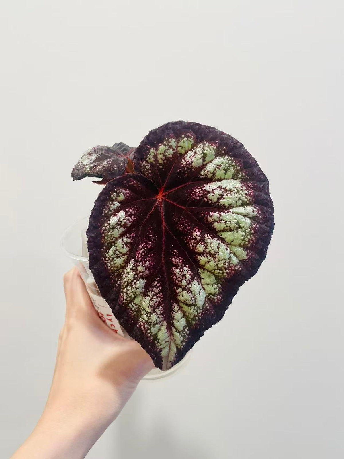 Begonia Helen Lewis