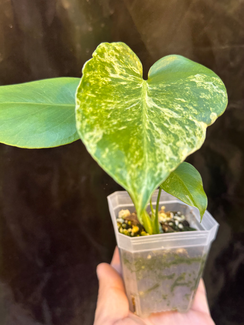 Monstera Deliciosa Ocean Mint