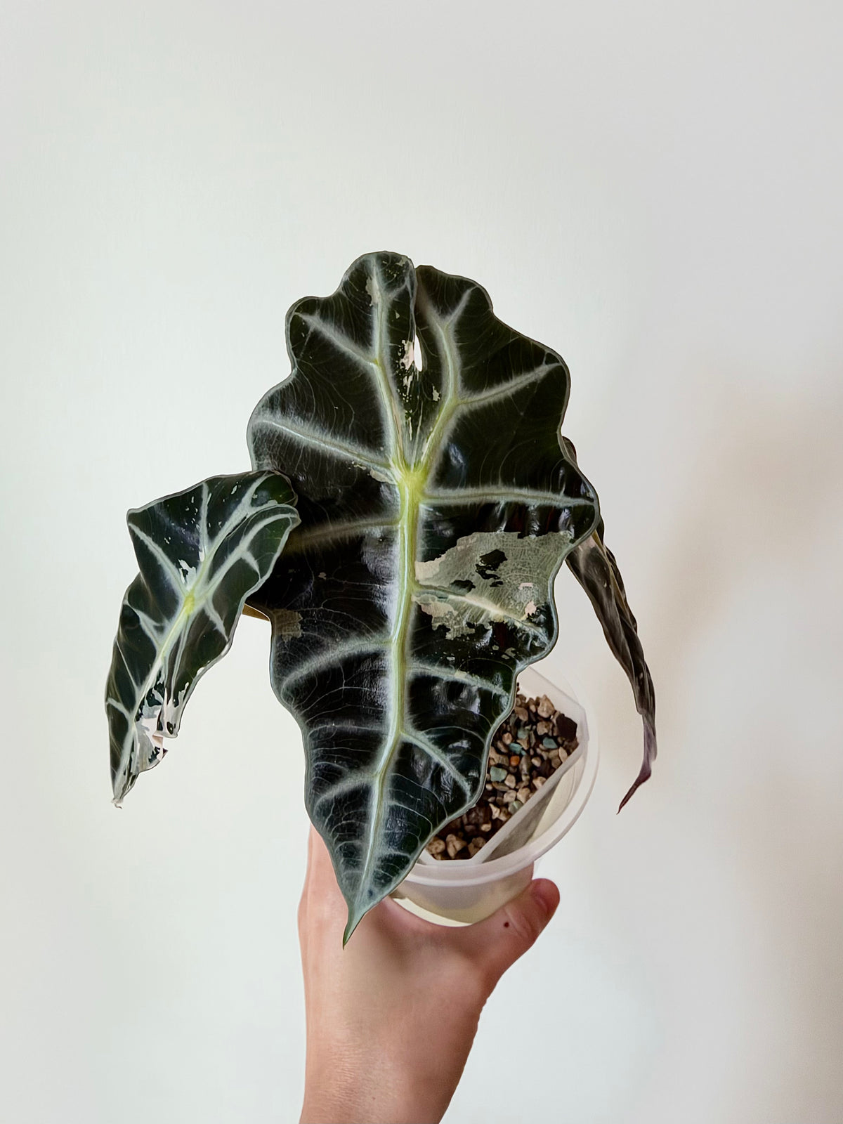Alocasia Polly Pink Snowflake - Local Only