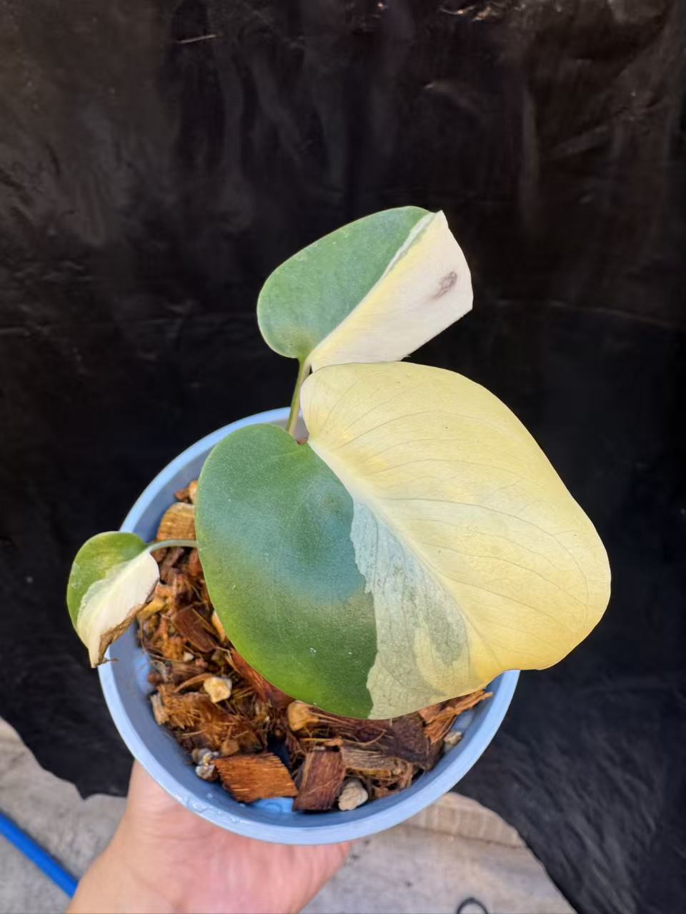Monstera Lemon Pompom