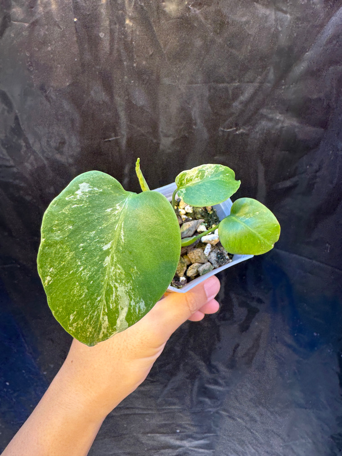Monstera Deliciosa Ocean Mint