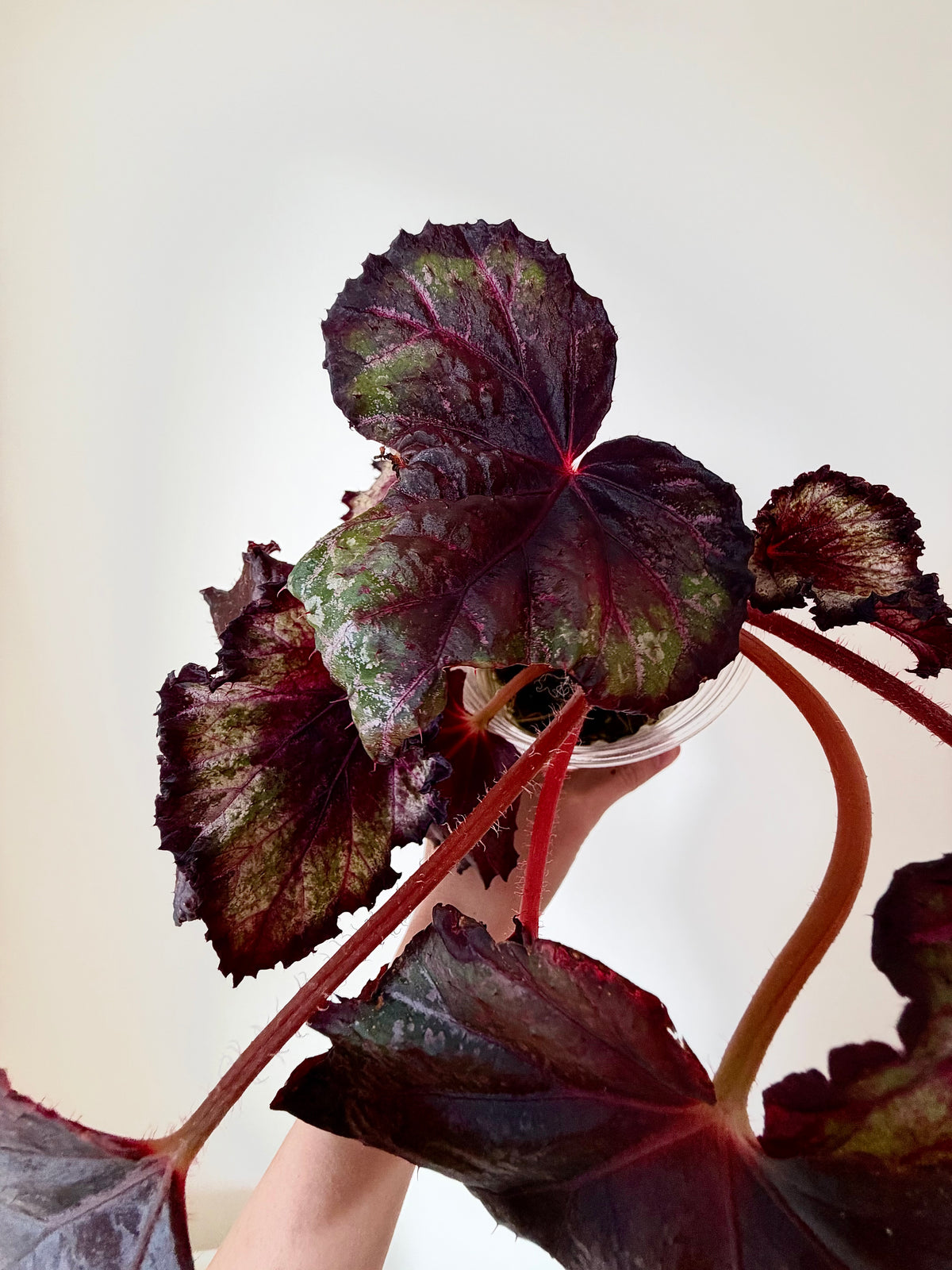 Begonia Knowing - Local Only