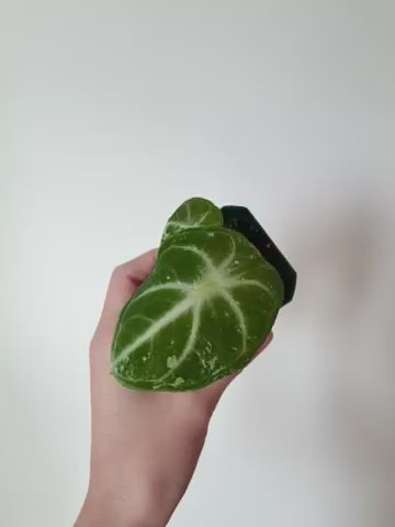 Alocasia Ninja Albo