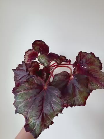 Begonia Knowing - Local Only