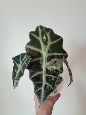 Alocasia Polly Pink Snowflake - Local Only