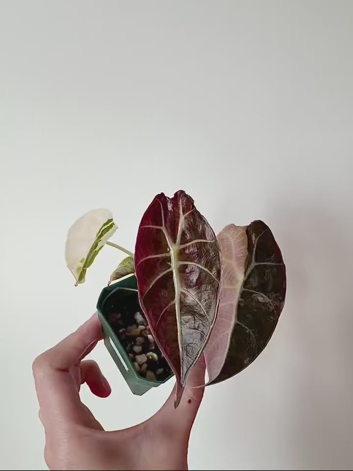 Alocasia Watsoniana Glossy Pink