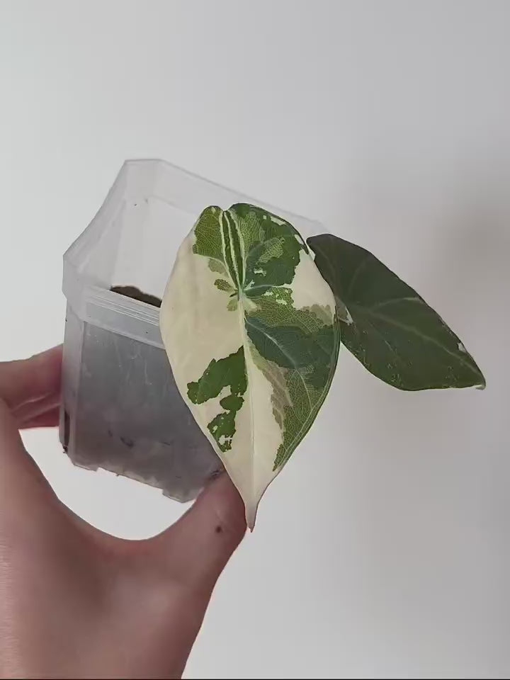 Alocasia Maharani Albo