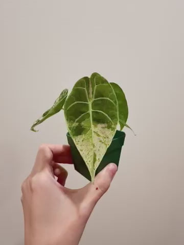 Alocasia Watsoniana Goff Mint Pink