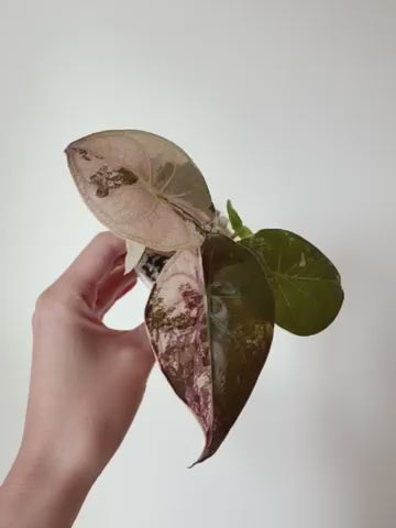Alocasia Wentii Albo Pink