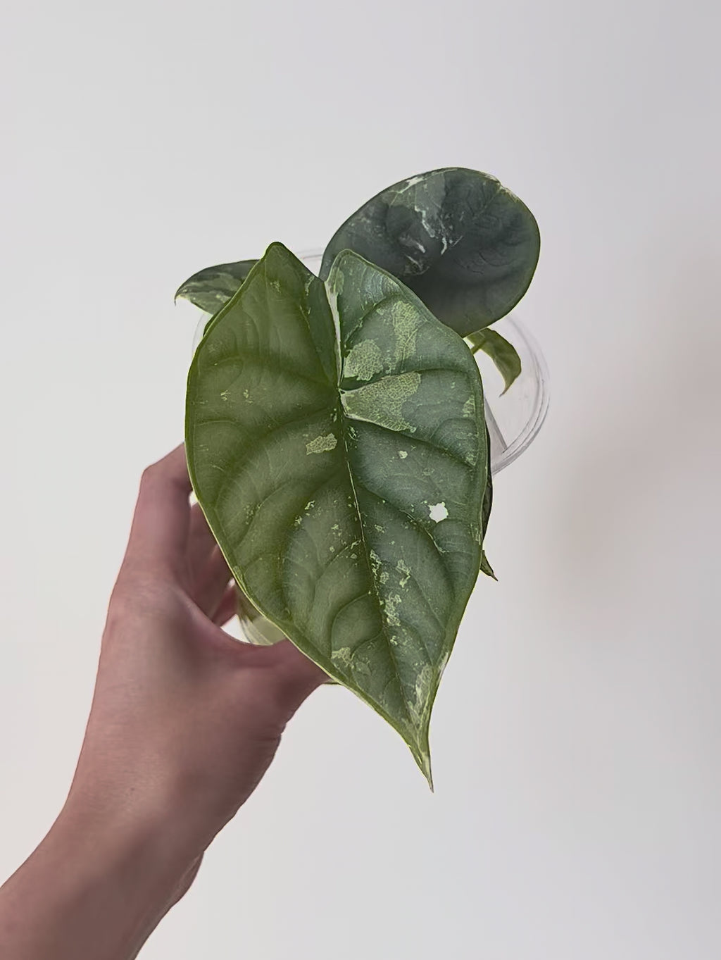 Alocasia Silver Dragon Albo