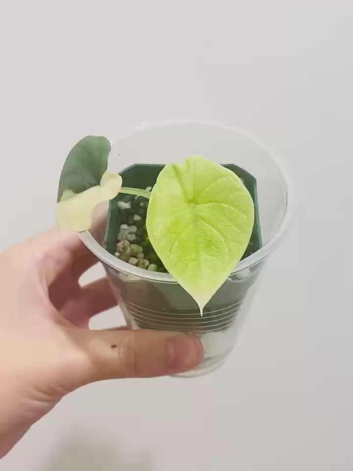 Alocasia Melo Golden
