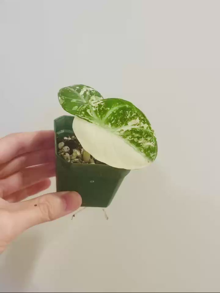Alocasia Ninja Albo