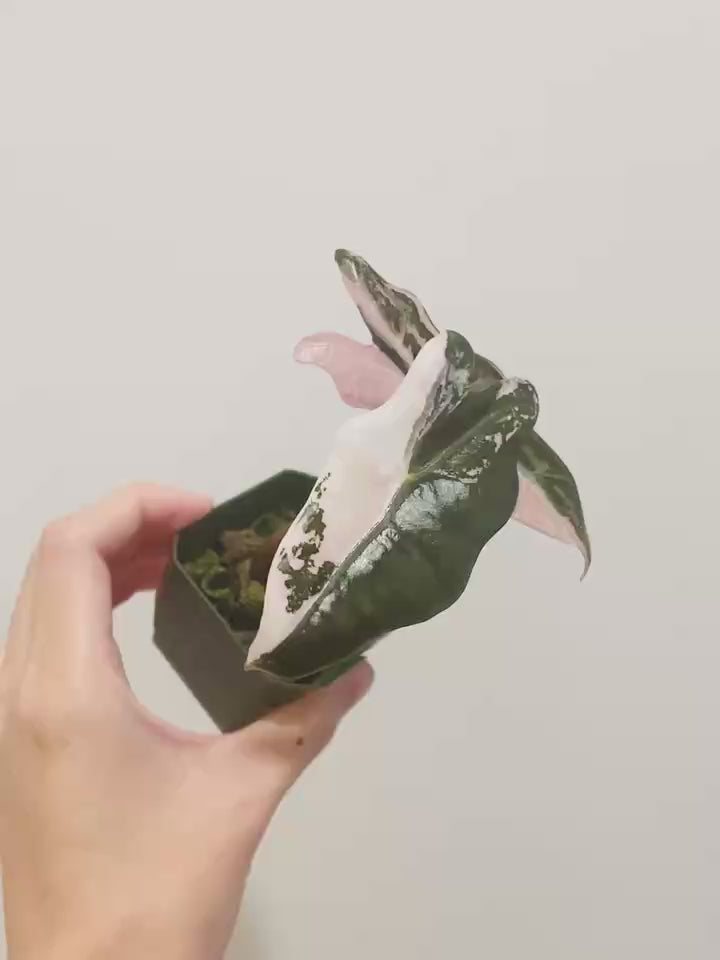 Alocasia Nobilis Pink K Version