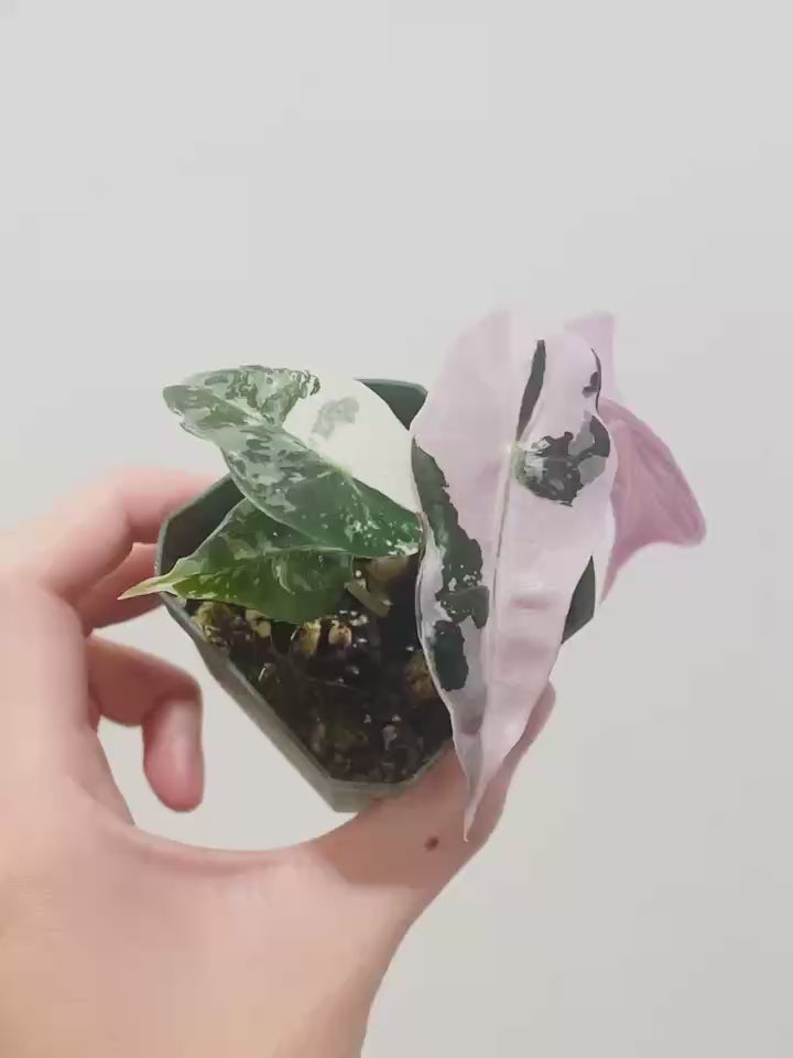 Alocasia Polly Pink Snowflake