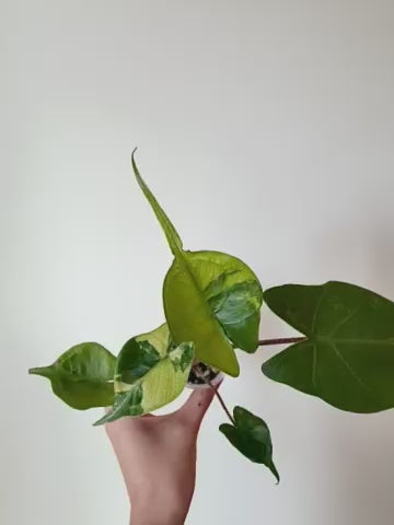 Alocasia Stingray Green On Green