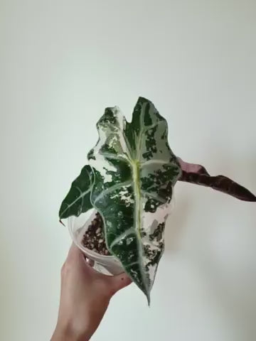 Alocasia Polly Pink Snowflake - Local Only