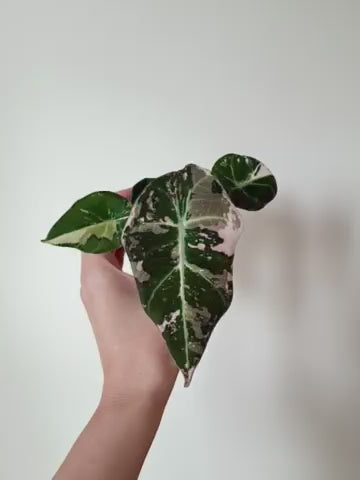 Alocasia Black Velvet Pink