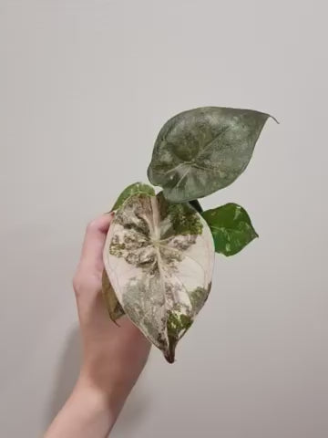 Alocasia Wentii Albo Pink